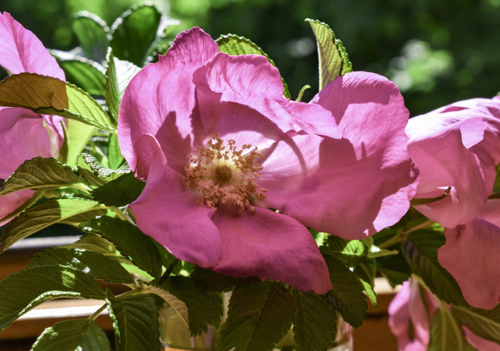 Kartoffelrose Im Kubel
