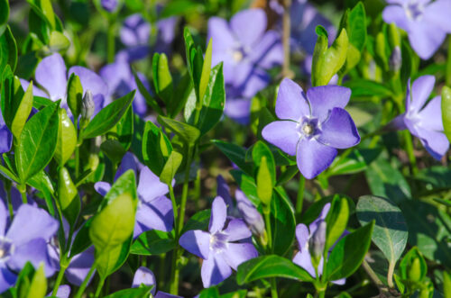 Kleines Vinca