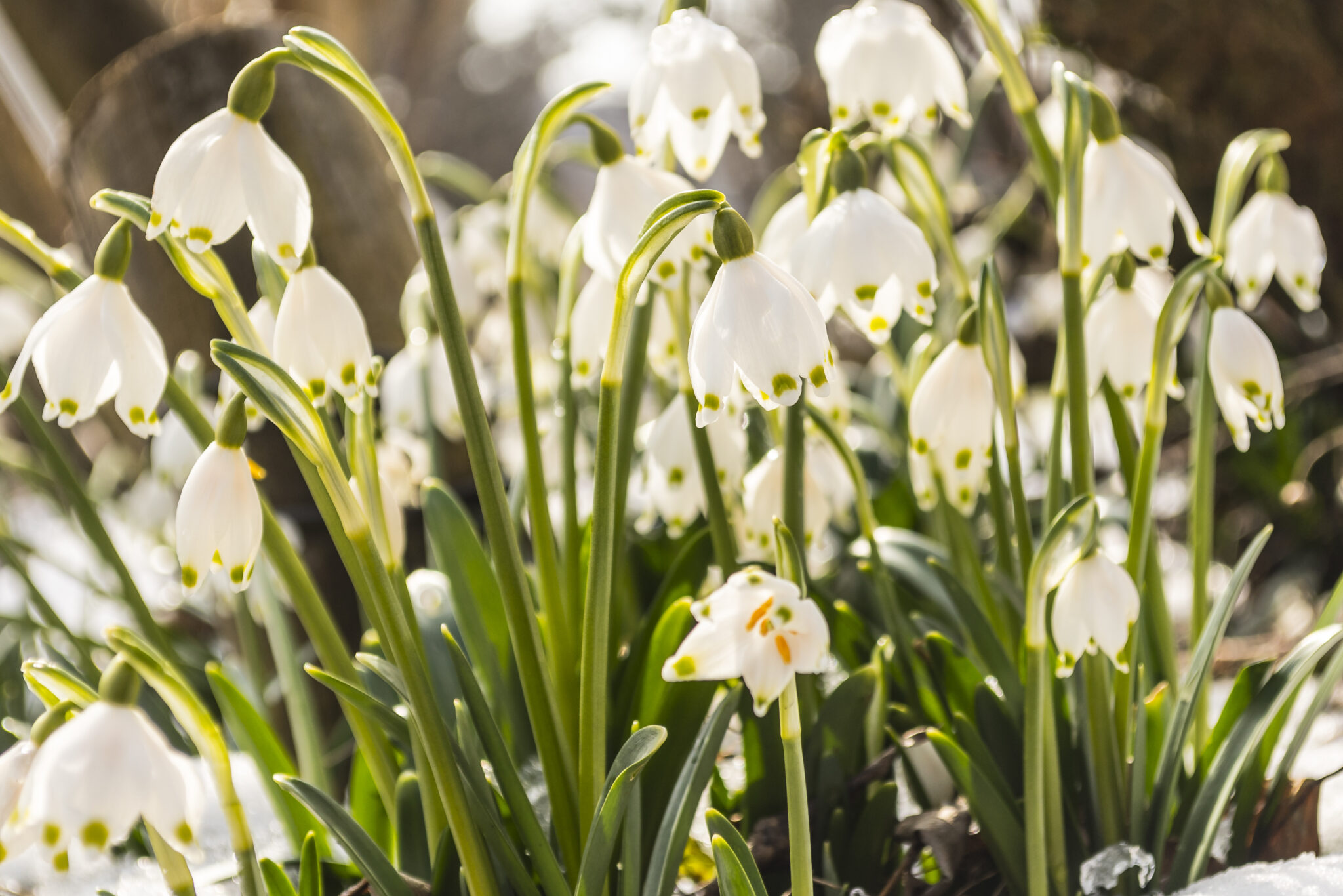 Blumen Für März