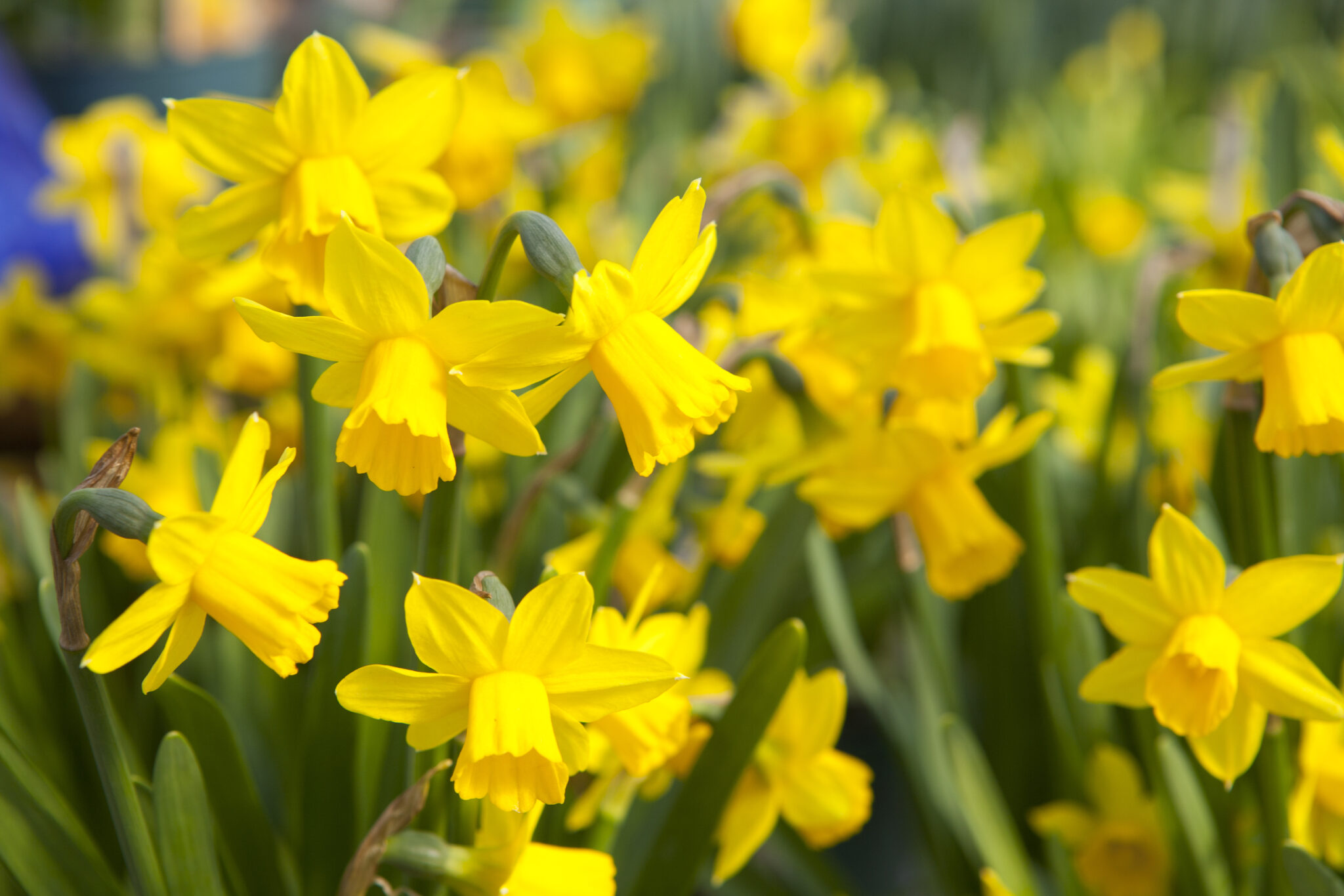 Blumen Für März