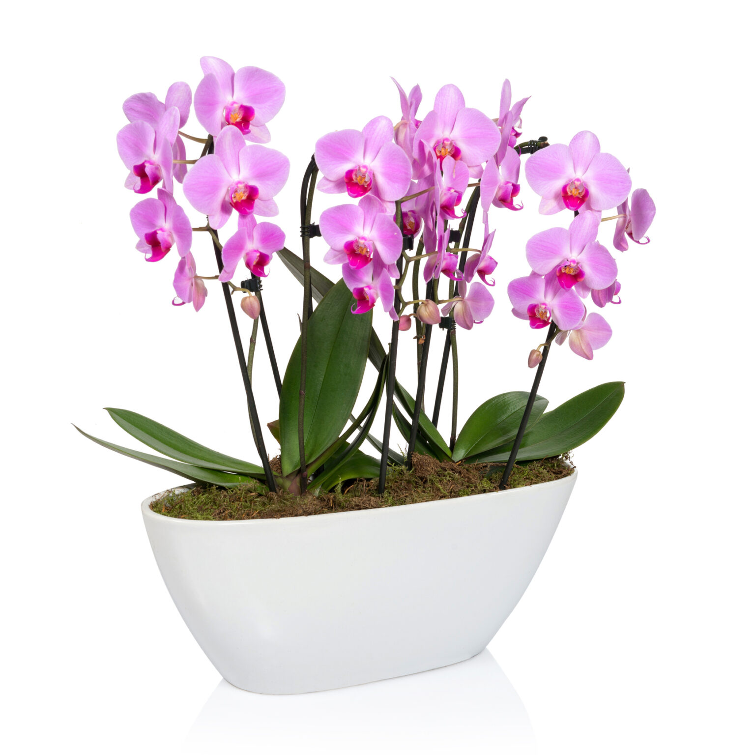 Die 7 beliebtesten Topfblumen + 1 Geheimtipp