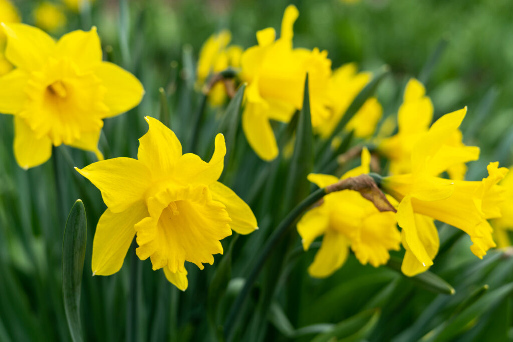 Die 7 beliebtesten gelben Frühlingsblumen + 1 Geheimtipp