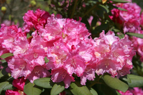 Rhododendron 