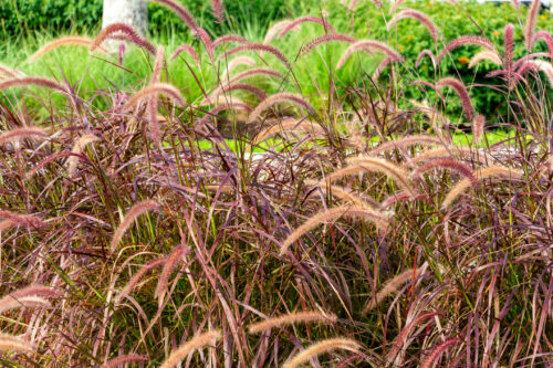 Rotes Lampenputzergras