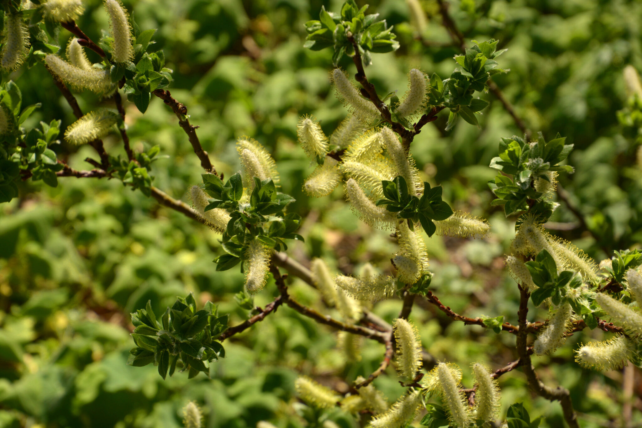 Die 7 beliebtesten Pflanzen für eine insektenfreundliche Hecke + 1