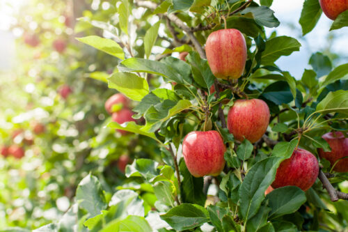 Säulenapfel