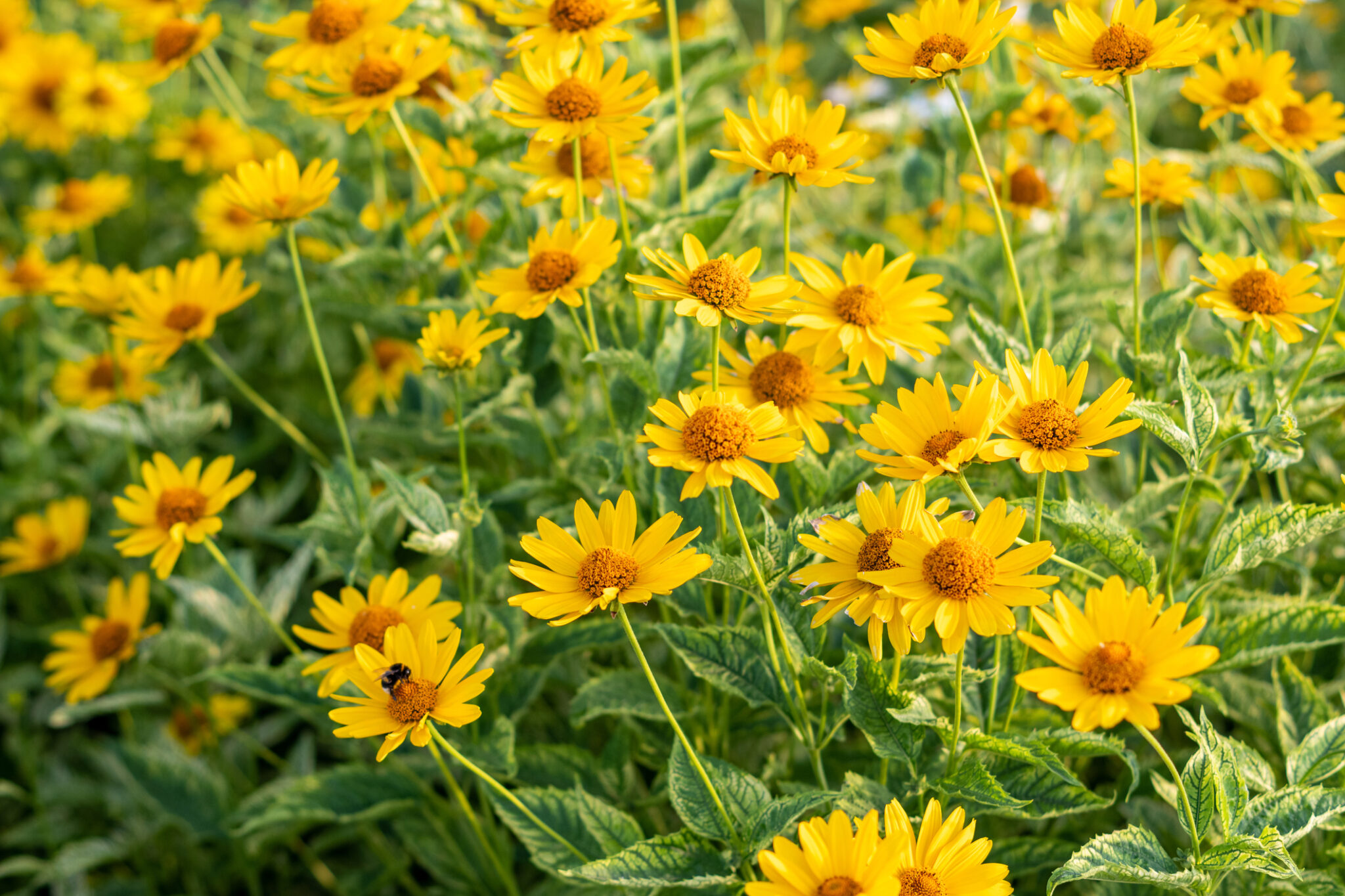 Die 7 beliebtesten gelben Sommerblumen