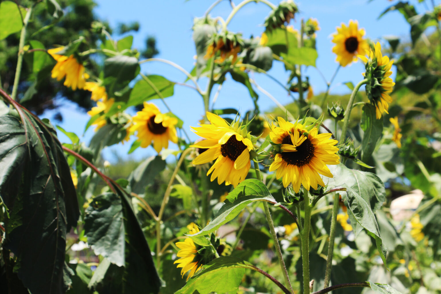 Die 7 beliebtesten Blumen im Juli + 1 Geheimtipp