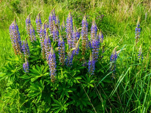 Stauden-Lupine