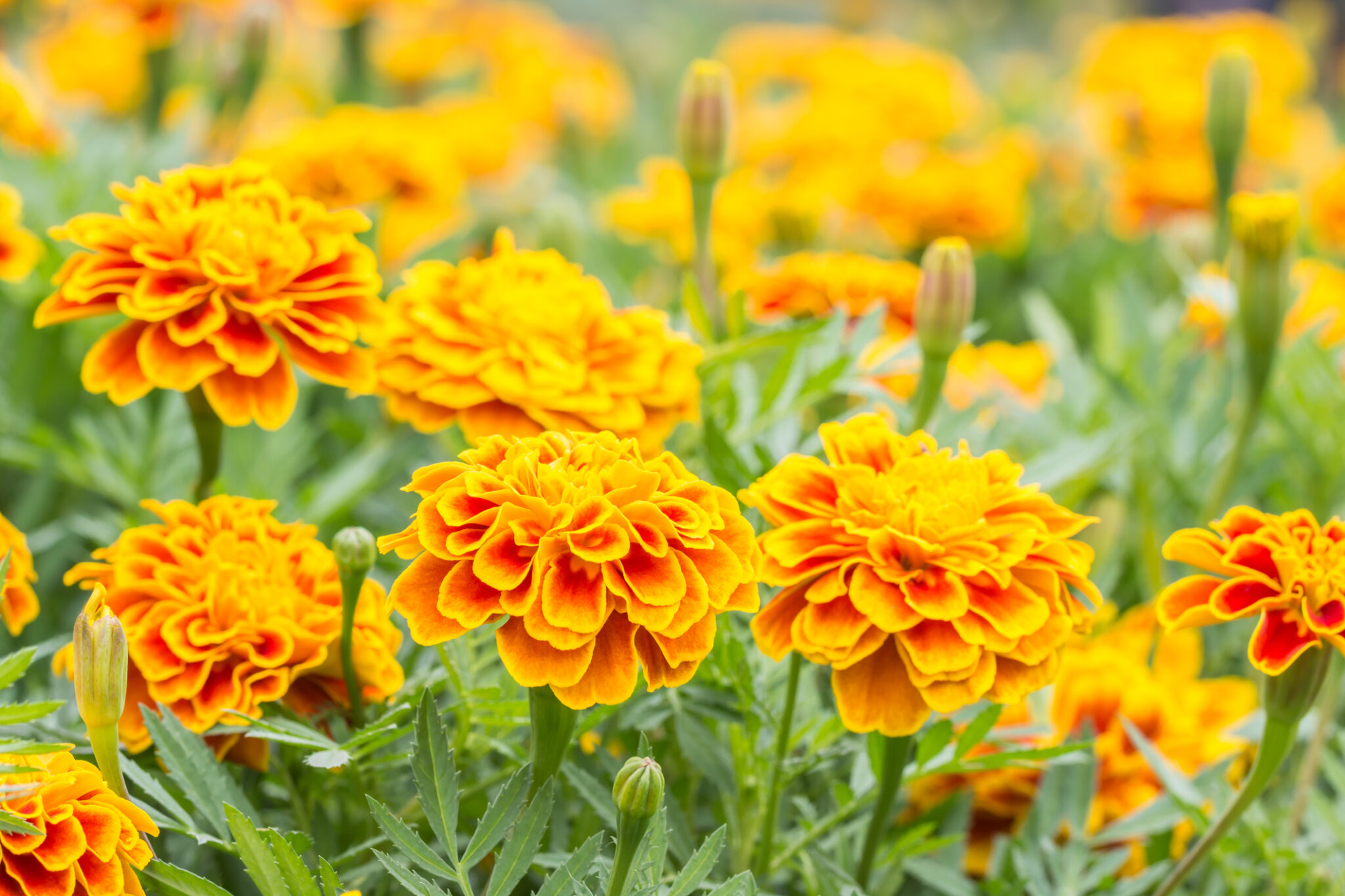 Die 7 beliebtesten gelben Sommerblumen