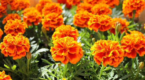 Tagetes 