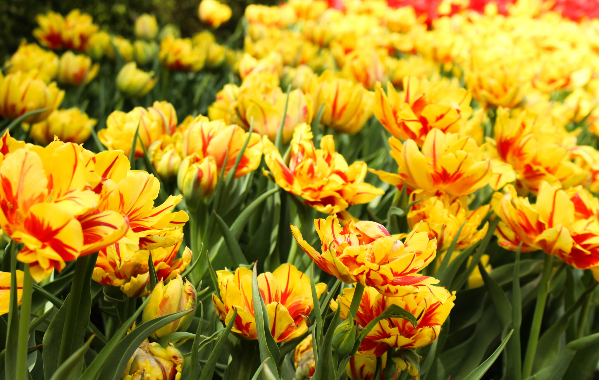 Die 7 beliebtesten gelben Frühlingsblumen + 1 Geheimtipp