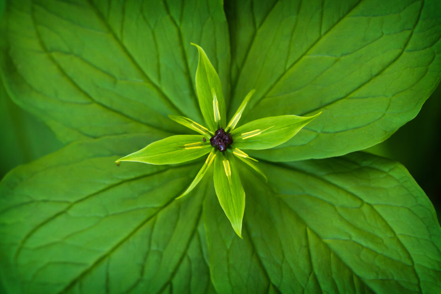 Die 7 beliebtesten grünen Blumen + 1 Geheimtipp