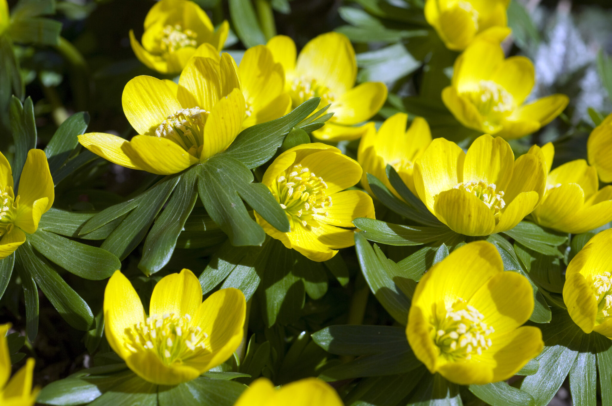 Kleine Gelbe Blumen Namen