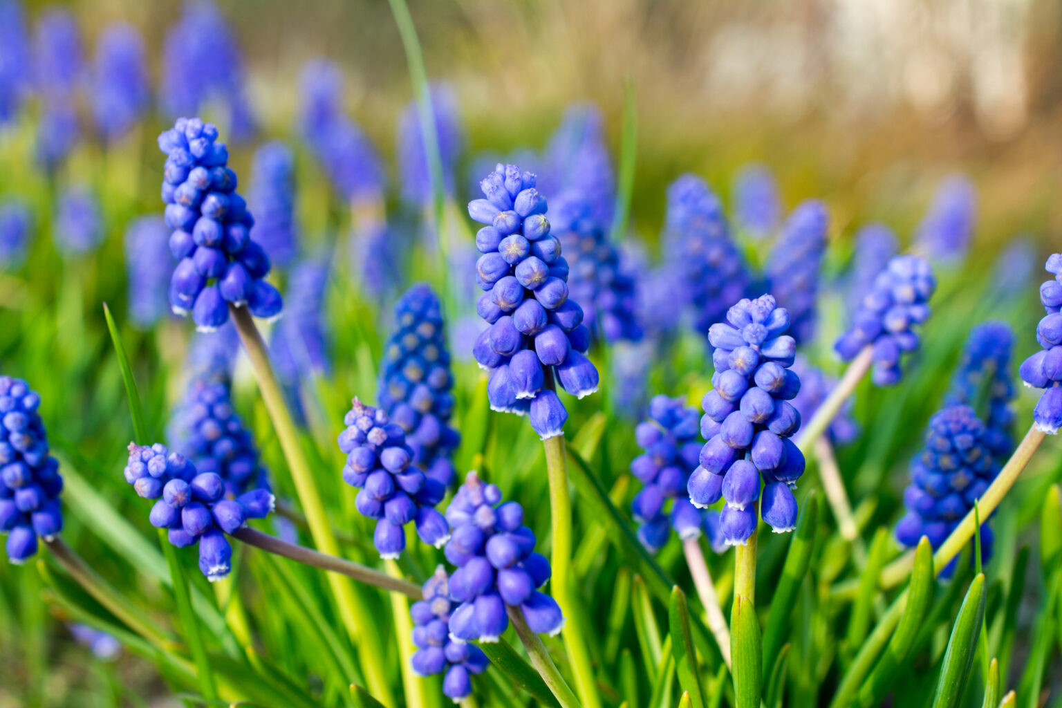 Die 7 beliebtesten Frühblüher mit blauer Farbe + 1 Geheimtipp