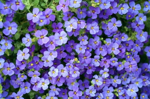 Blaukissen