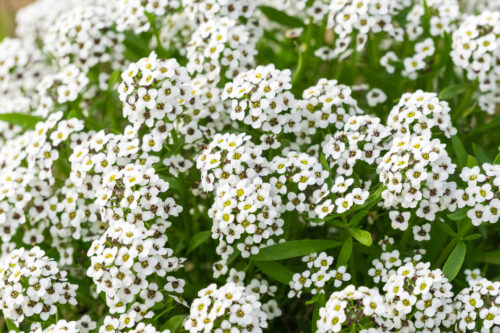 Duftsteineric