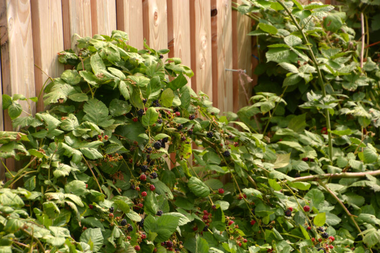 ceropegia variegata Ceropegia woodii variegata – Foliage Factory main image 0