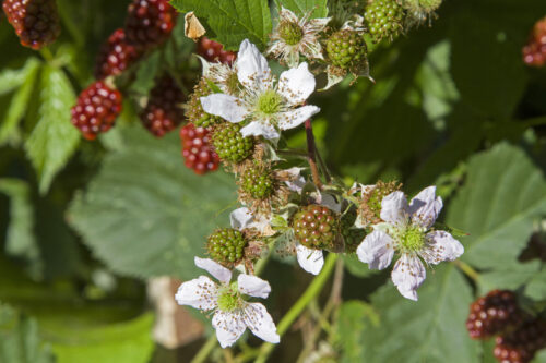 Echte Brombeere