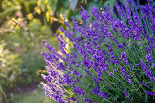 Echter Lavendel 