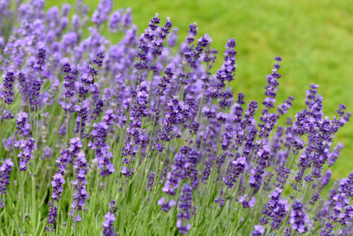 Echter Lavendel