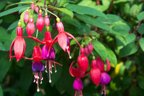 Fuchsien