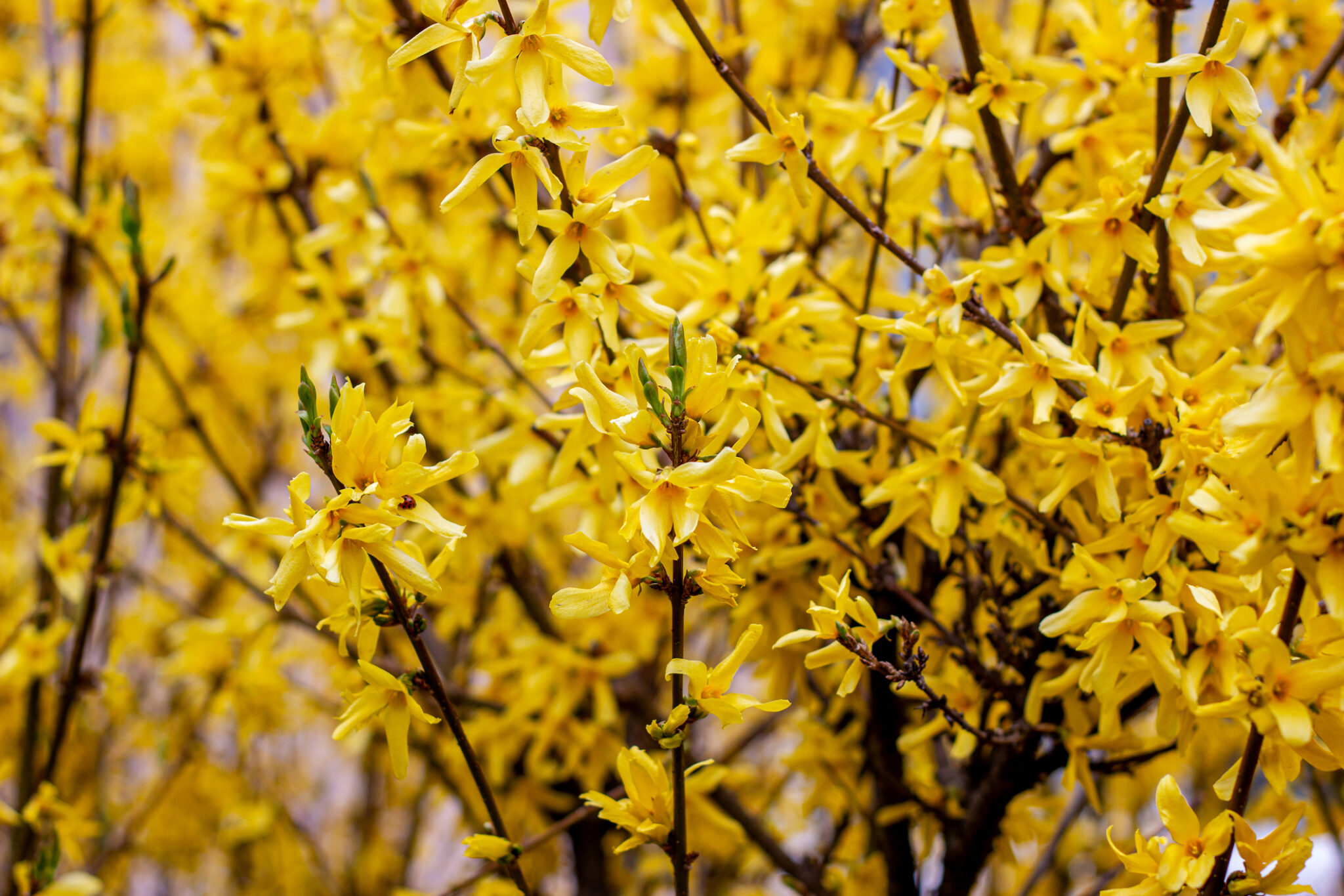 36+ Forsythia Garten Dehner, Forsythie &#039;minigold&#039; (forsythia x