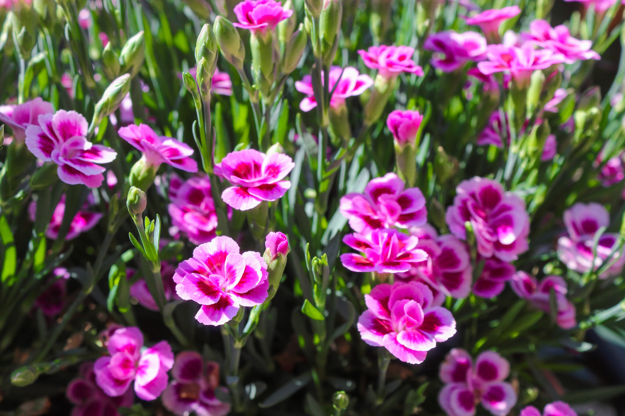 Die 7 beliebtesten Nelkengewächse + 1 Geheimtipp