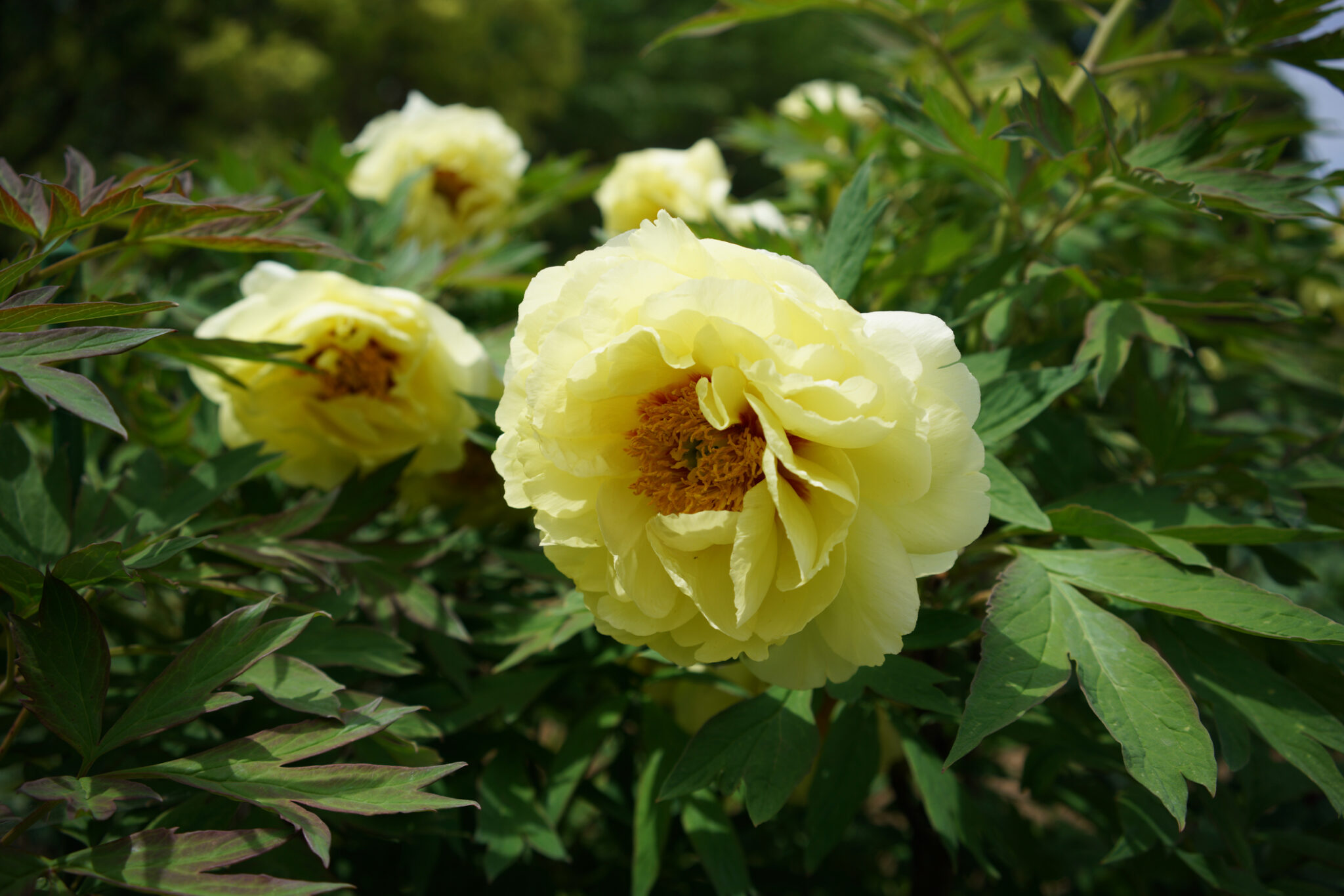 Die 7 beliebtesten Frühblüher mit gelber Blüte + 1 Geheimtipp
