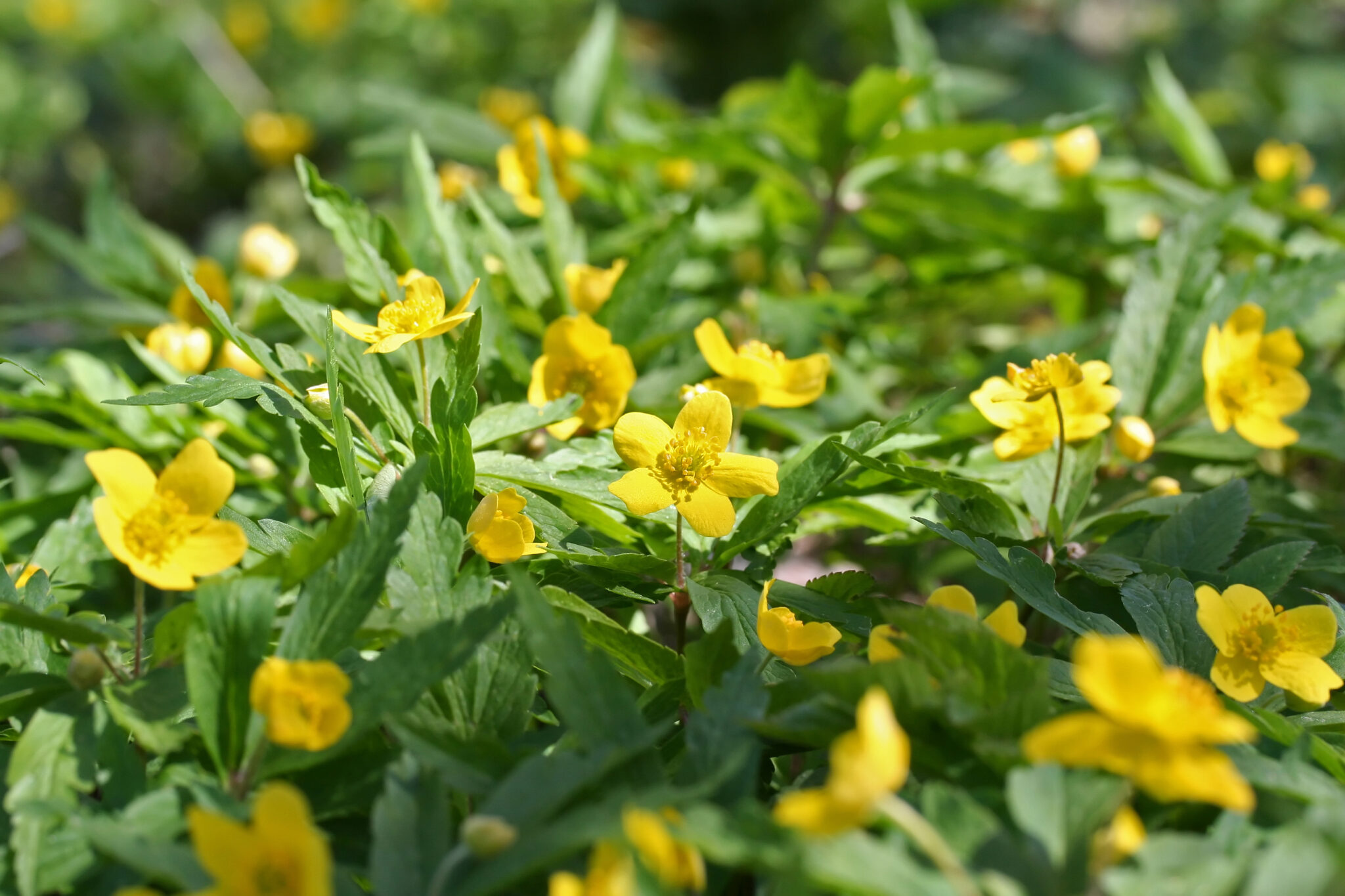 Die 7 beliebtesten Frühblüher mit gelber Blüte + 1 Geheimtipp