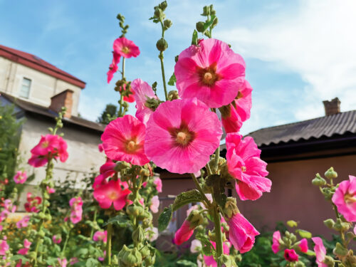 Hibiskus