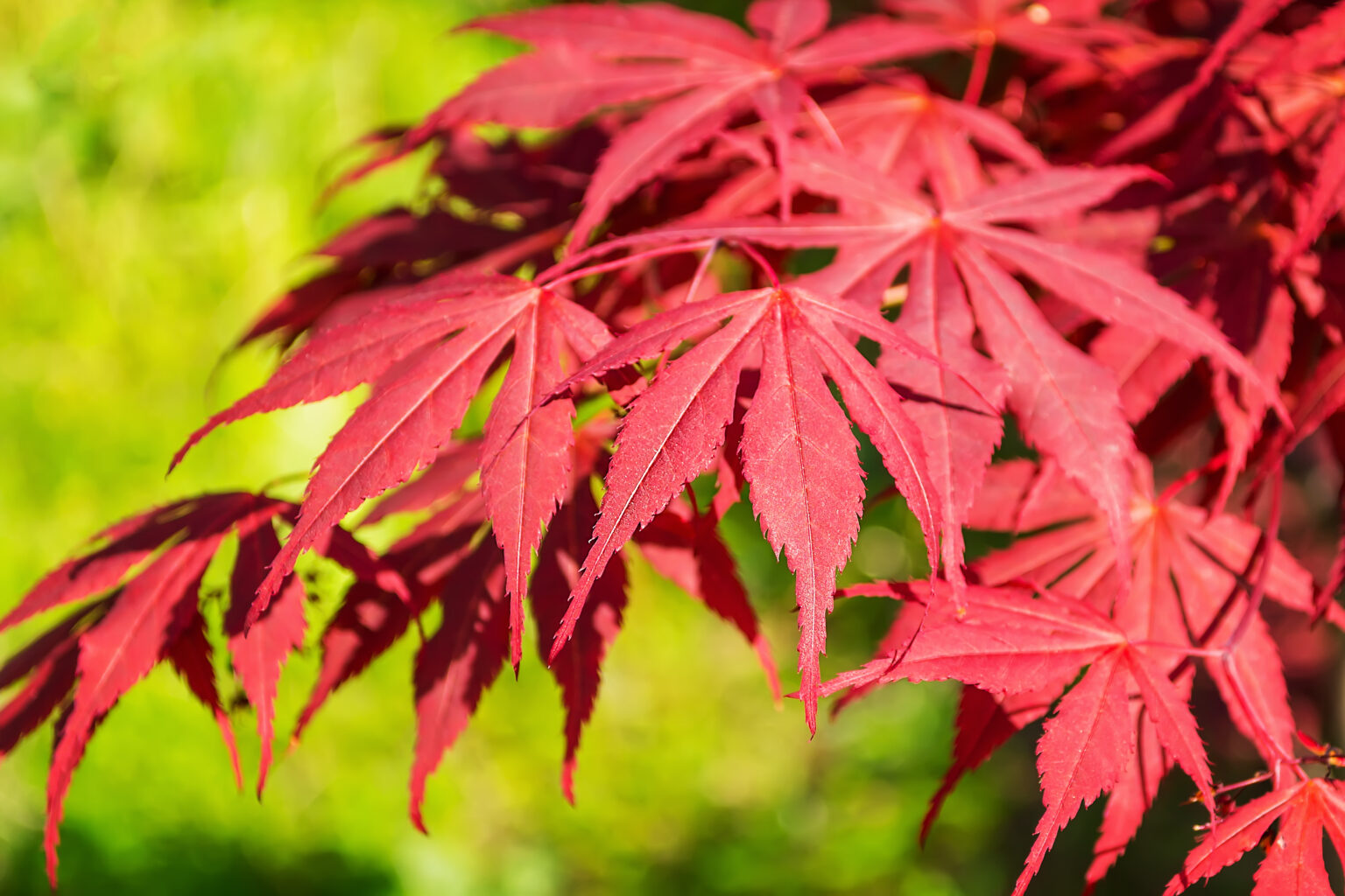 Die 7 beliebtesten japanischen Pflanzen + 1 Geheimtipp