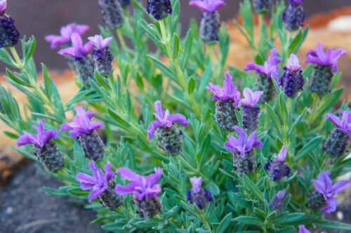 Lavendel 