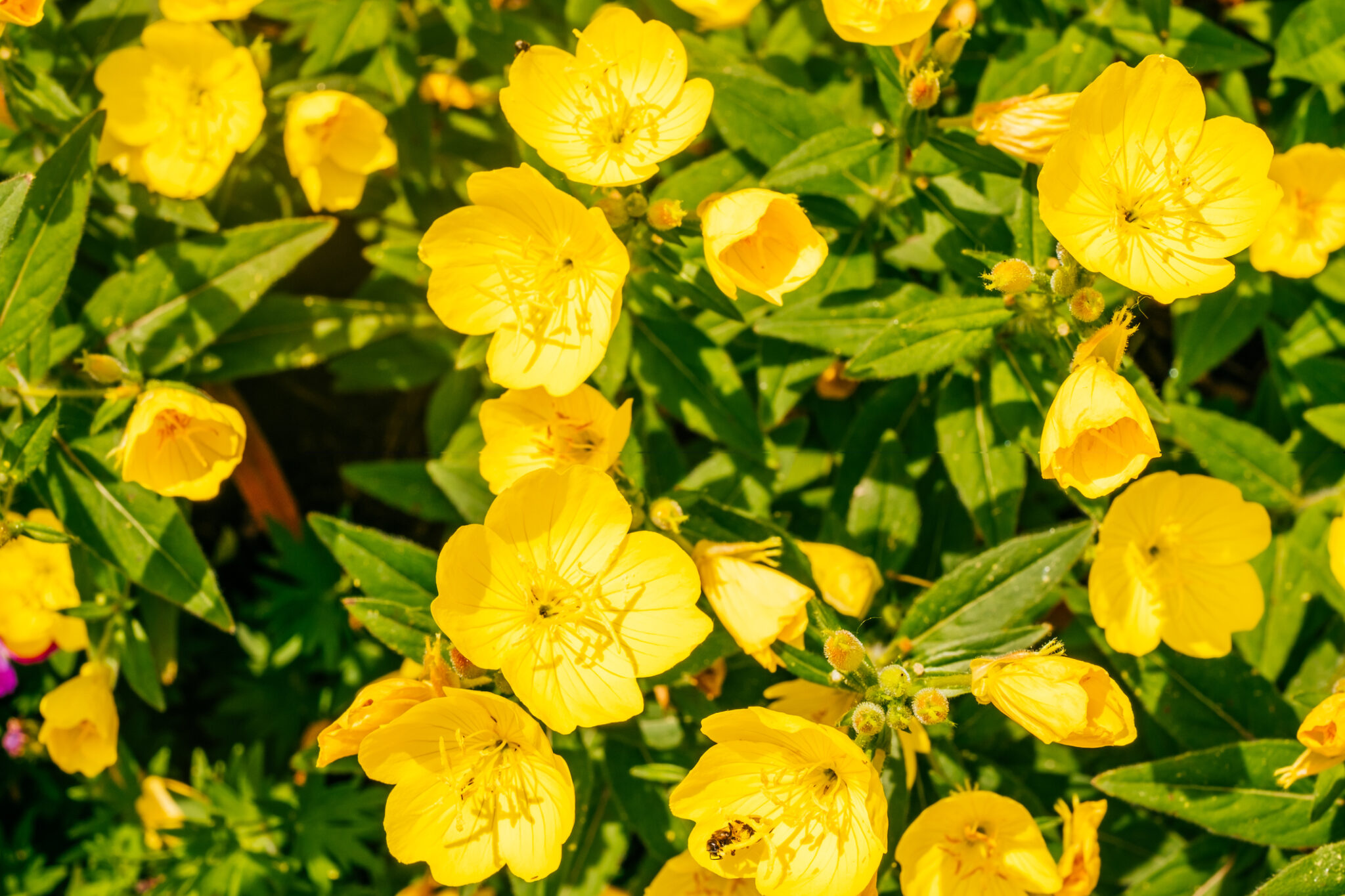 Pflanze Gelbe Blüten Gezackte Blätter