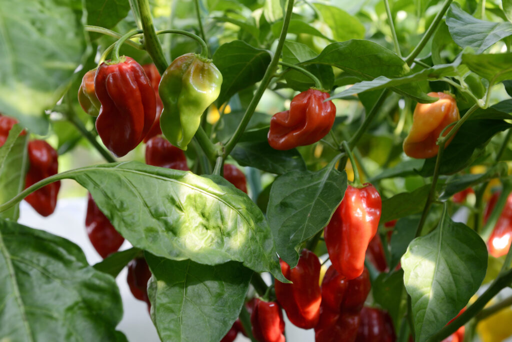 Die 7 beliebtesten Nachtschattengewächse in einer Liste + 1 Geheimtipp