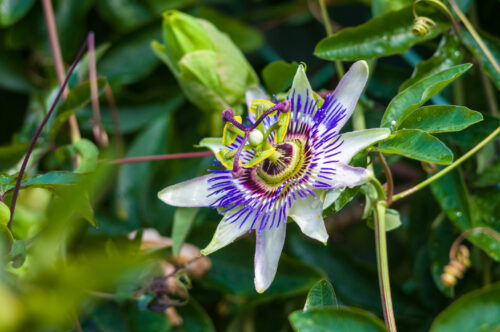 Passion Flower
