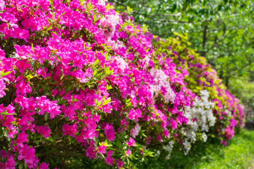 Rhododendron 