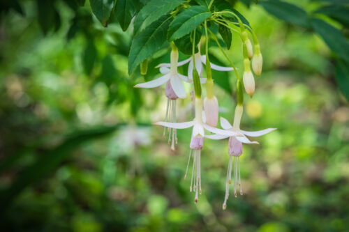 Scharlach-Fuchsie Weiß