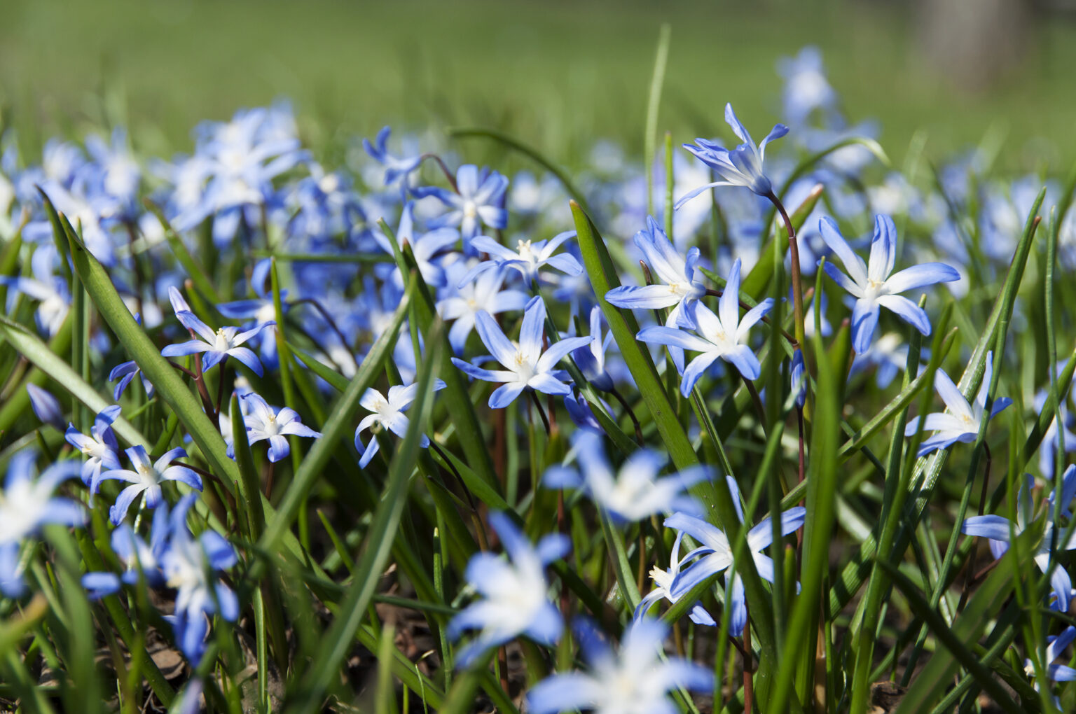 42+ Frühblüher Pflanzen Mit Namen, Sie bieten den insekten eine