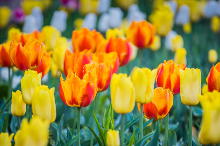 Die 7 beliebtesten Frühblüher mit gelber Blüte + 1 Geheimtipp