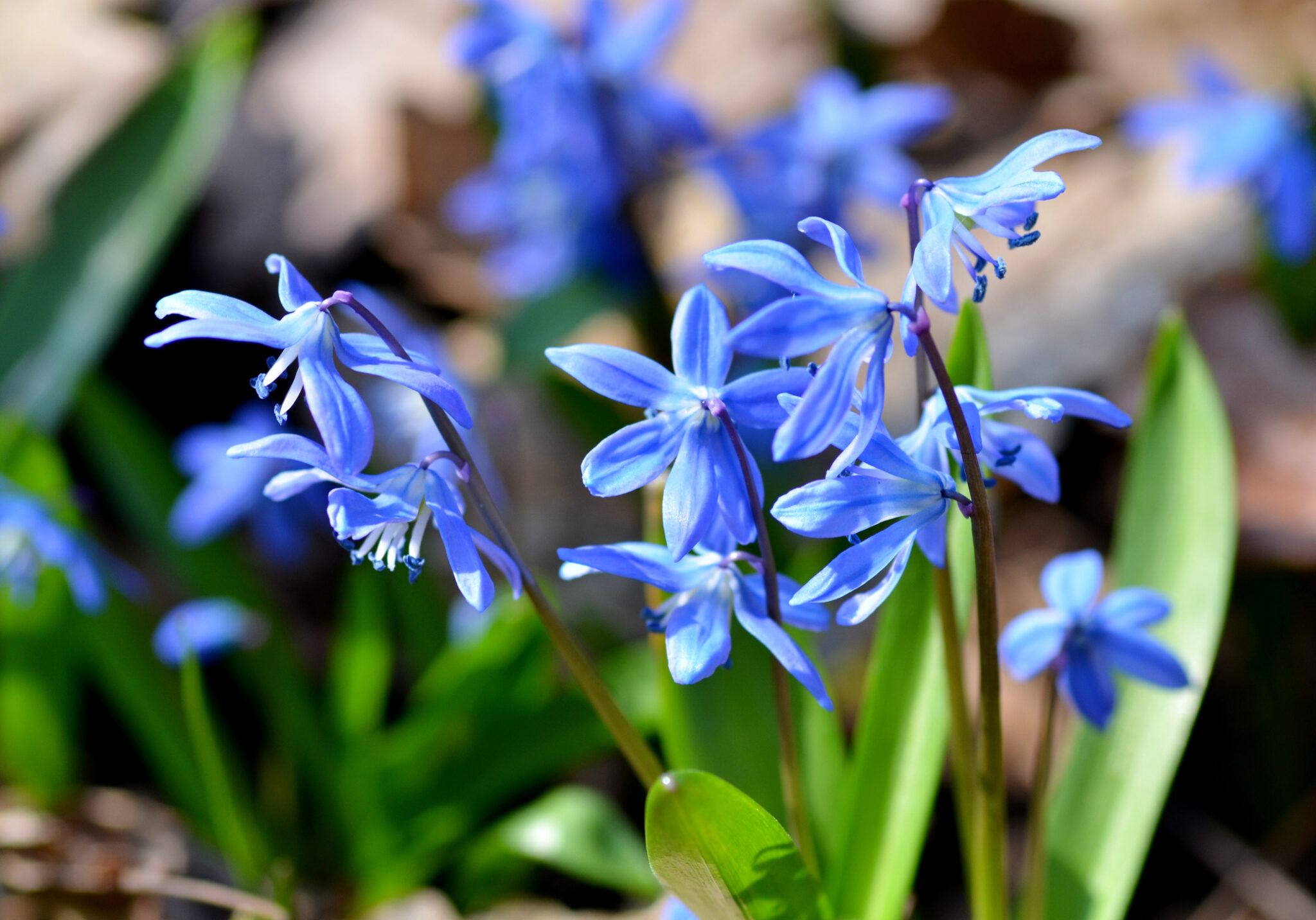 Die 7 beliebtesten blauen Frühlingsblumen + 1 Geheimtipp
