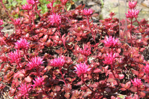 Teppichsedum