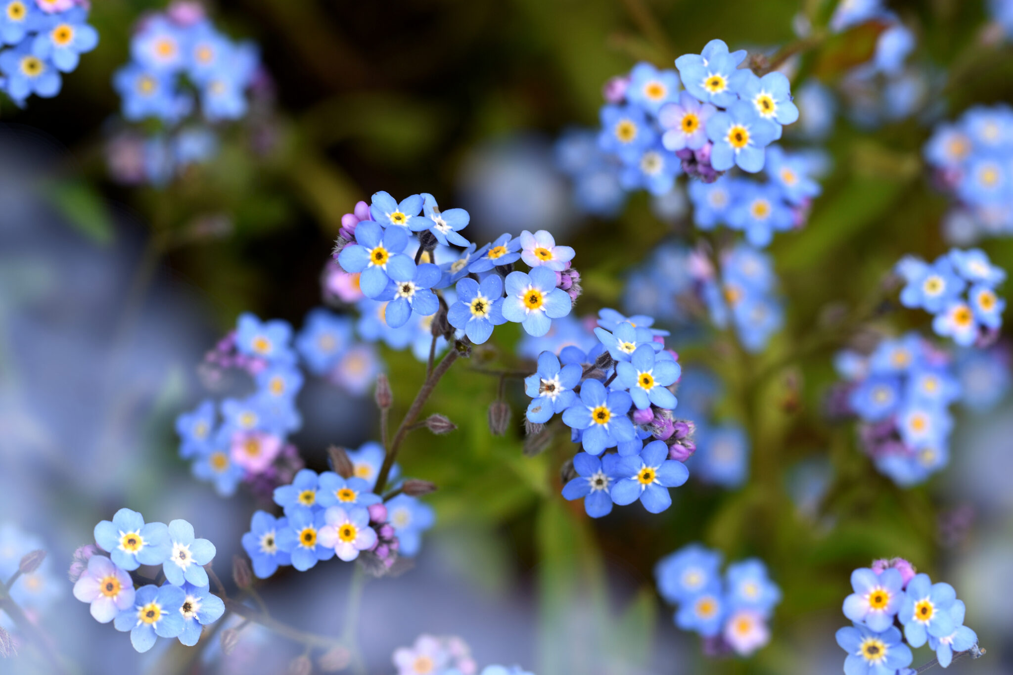 Kleine Blaue Blume Fruhling