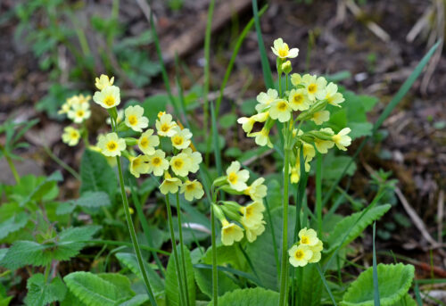 Wiesenschlüsselblume