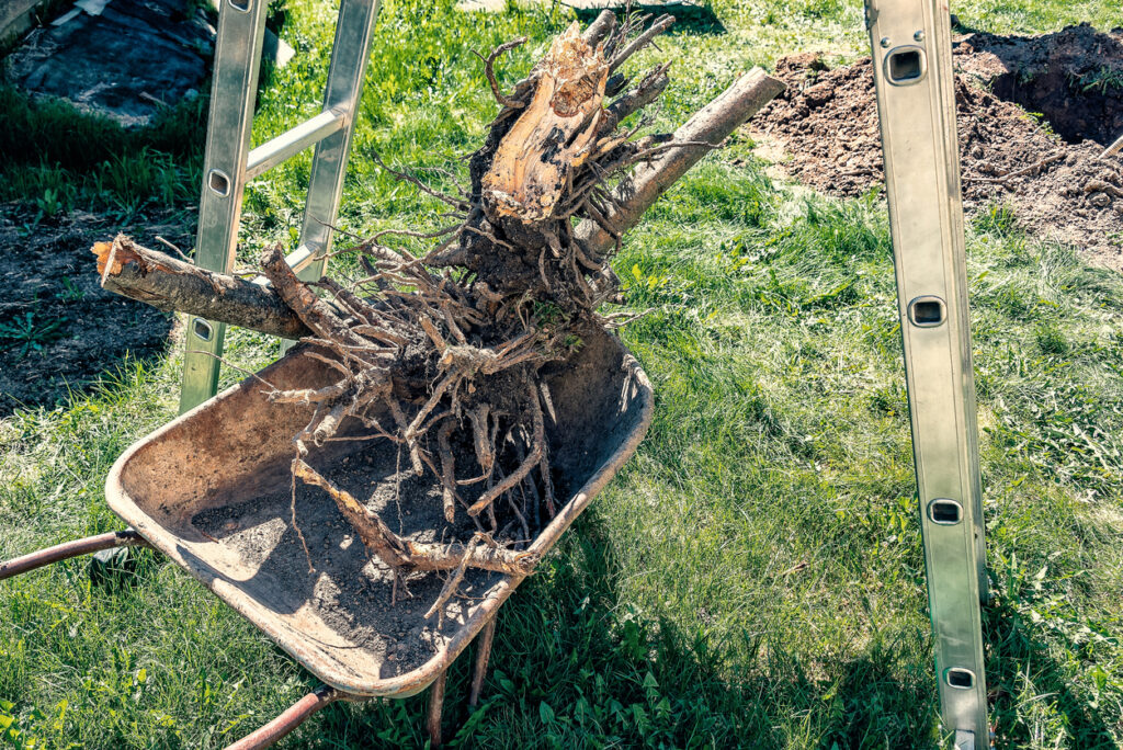 Jungen Apfelbaum schneiden - So machen Sie alles richtig
