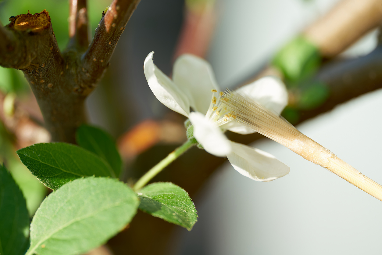 Zitronenbaum bestäuben Wie gelingt die Befruchtung?