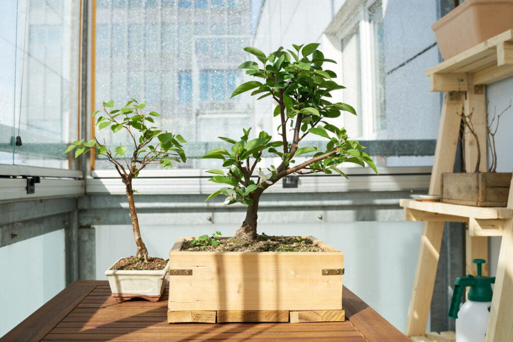 Apfelbaum als Bonsai erziehen So gelingt's auch dem Laien