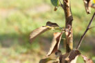 apfelbaum-braune-blaetter