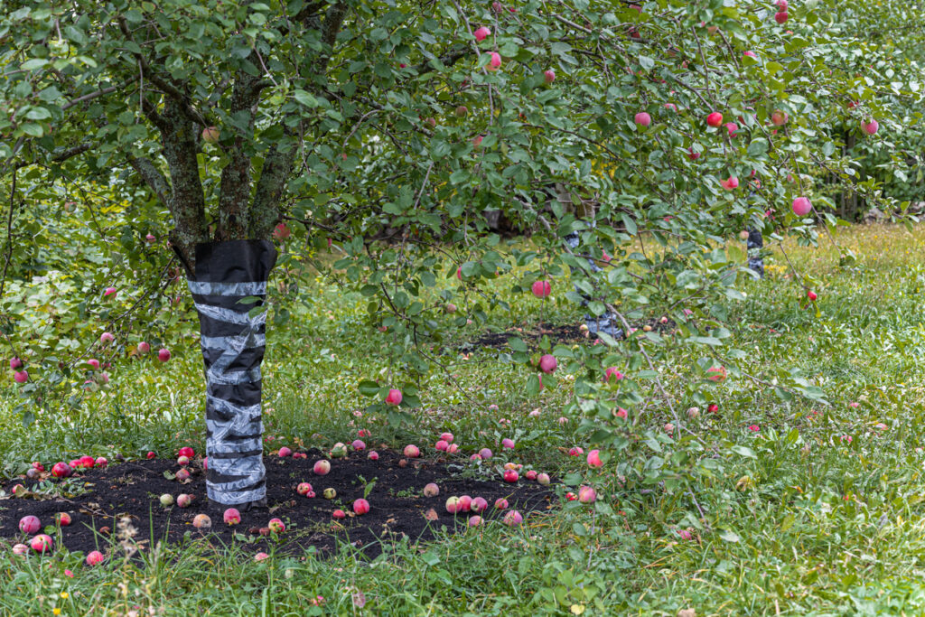 Apfelbaum düngen So Sie ihn bestens mit Nährstoffen