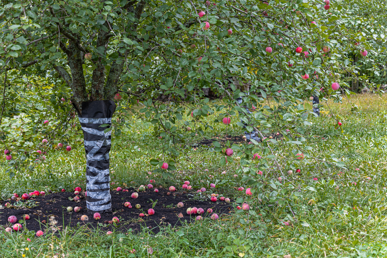 Apfelbaum düngen So Sie ihn bestens mit Nährstoffen